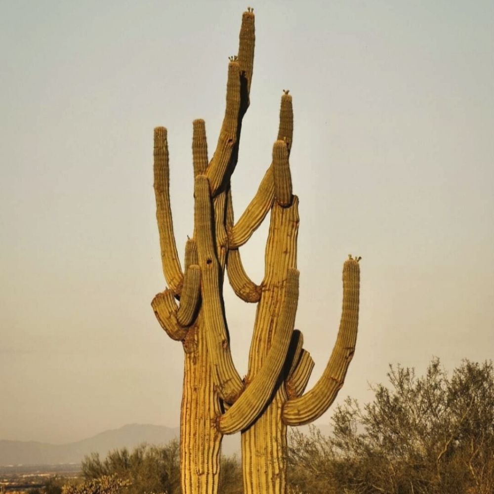 Meet your Posher, Annette